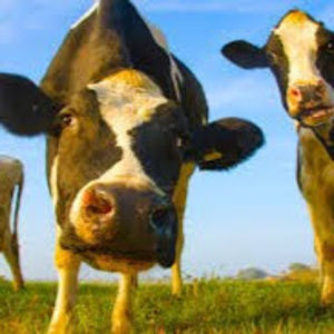 Meet your Posher, 4petesakefarm